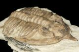 Bargain, Huntonia Lingulifer Trilobite - Oklahoma #188863-4